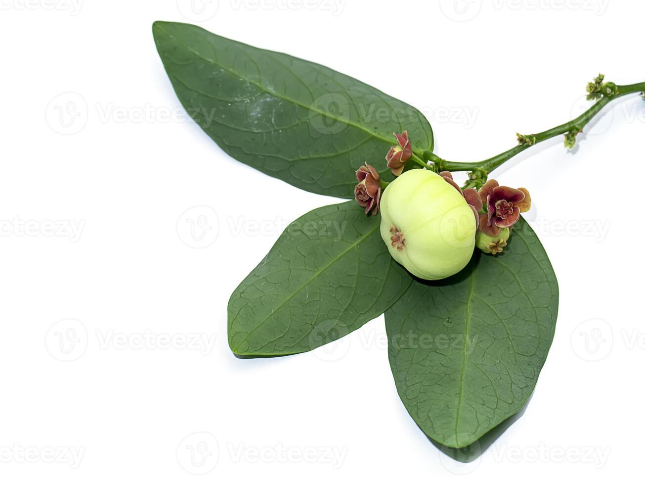 Star gooseberry Sauropus androgynus plant on white background photo