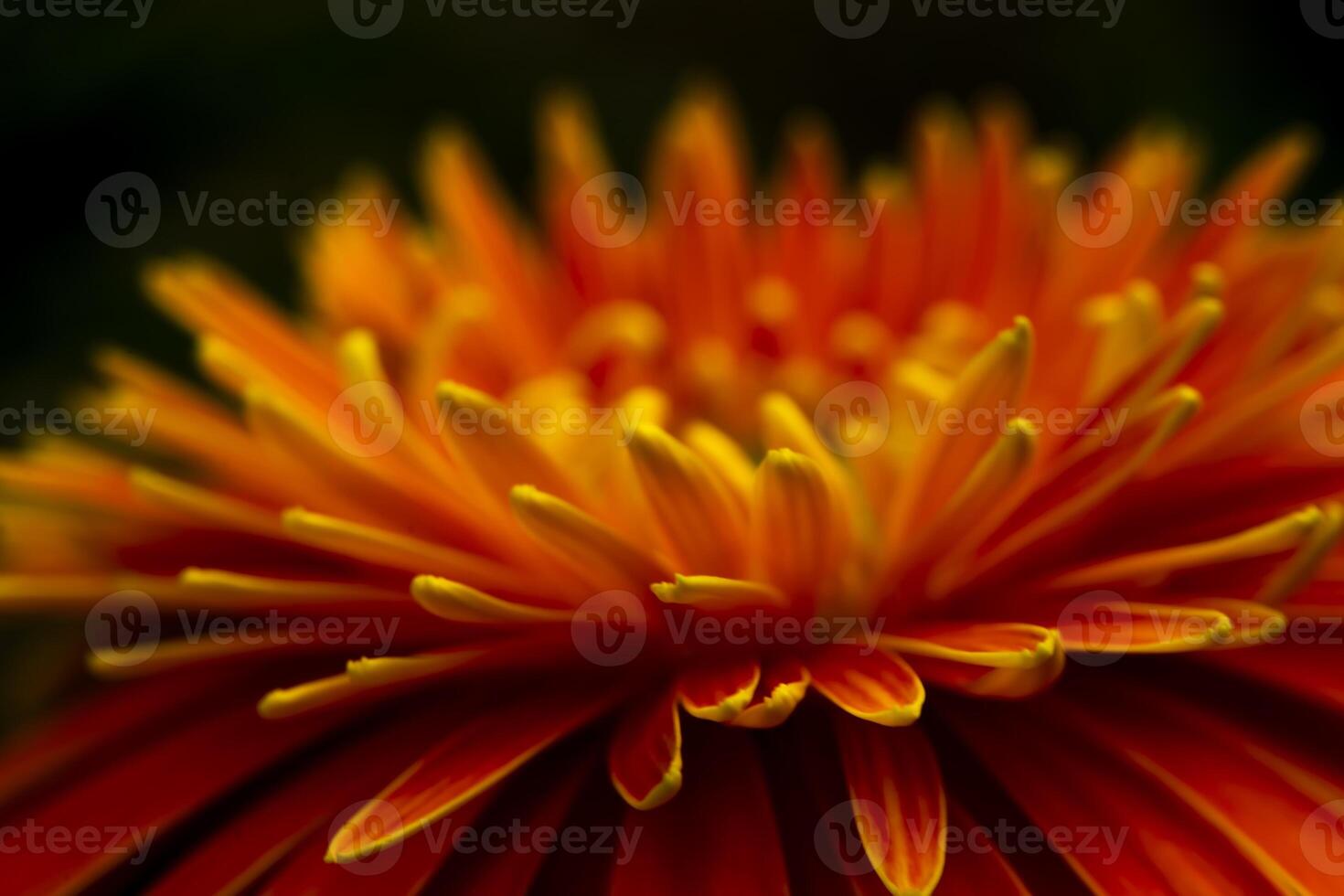 Close up and blur orange gerbera flower background. photo