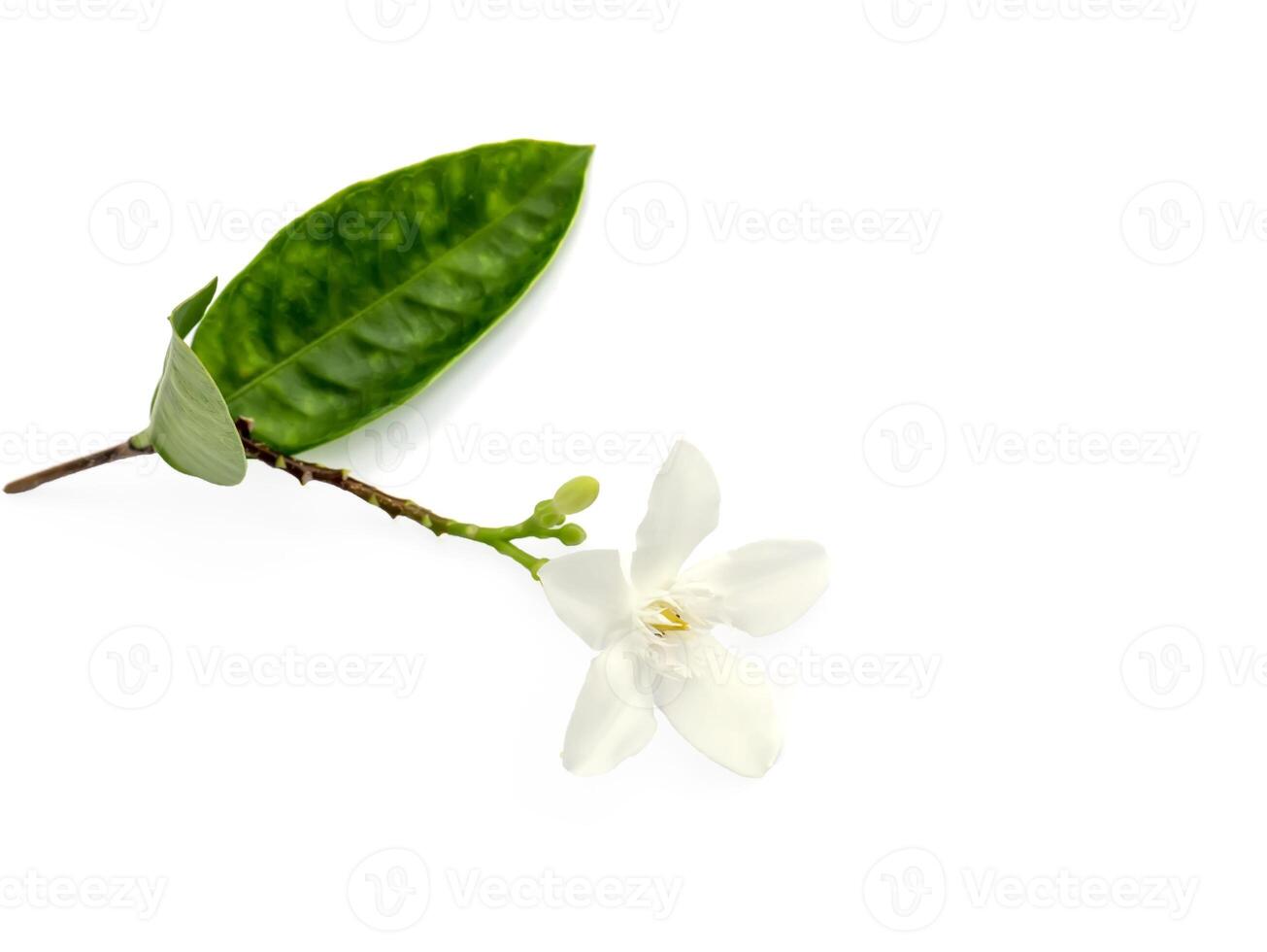 Close up of Coral swirl flower on white background Wrightia antidysenterica photo