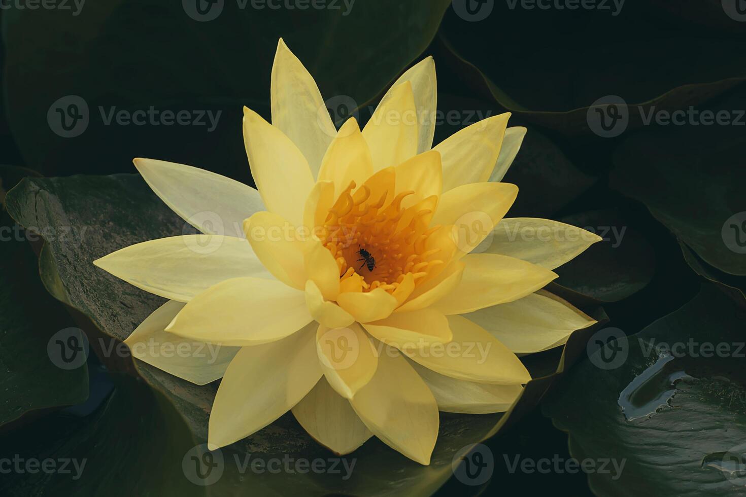 Close up water lily in dark leaves background. photo