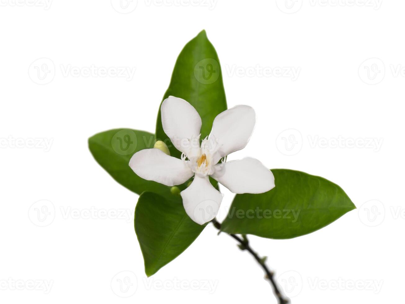 Close up of Coral swirl flower on white background Wrightia antidysenterica photo