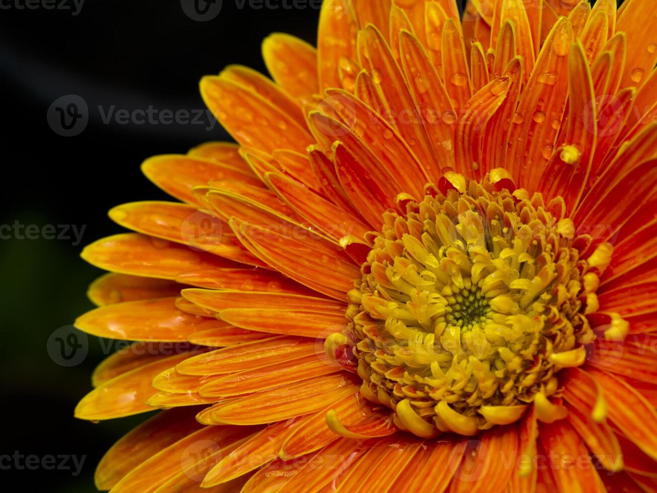 Close up petals of orange gerbera flower background. photo