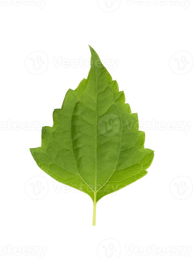 Bitter bush or Siam weed leaf. photo