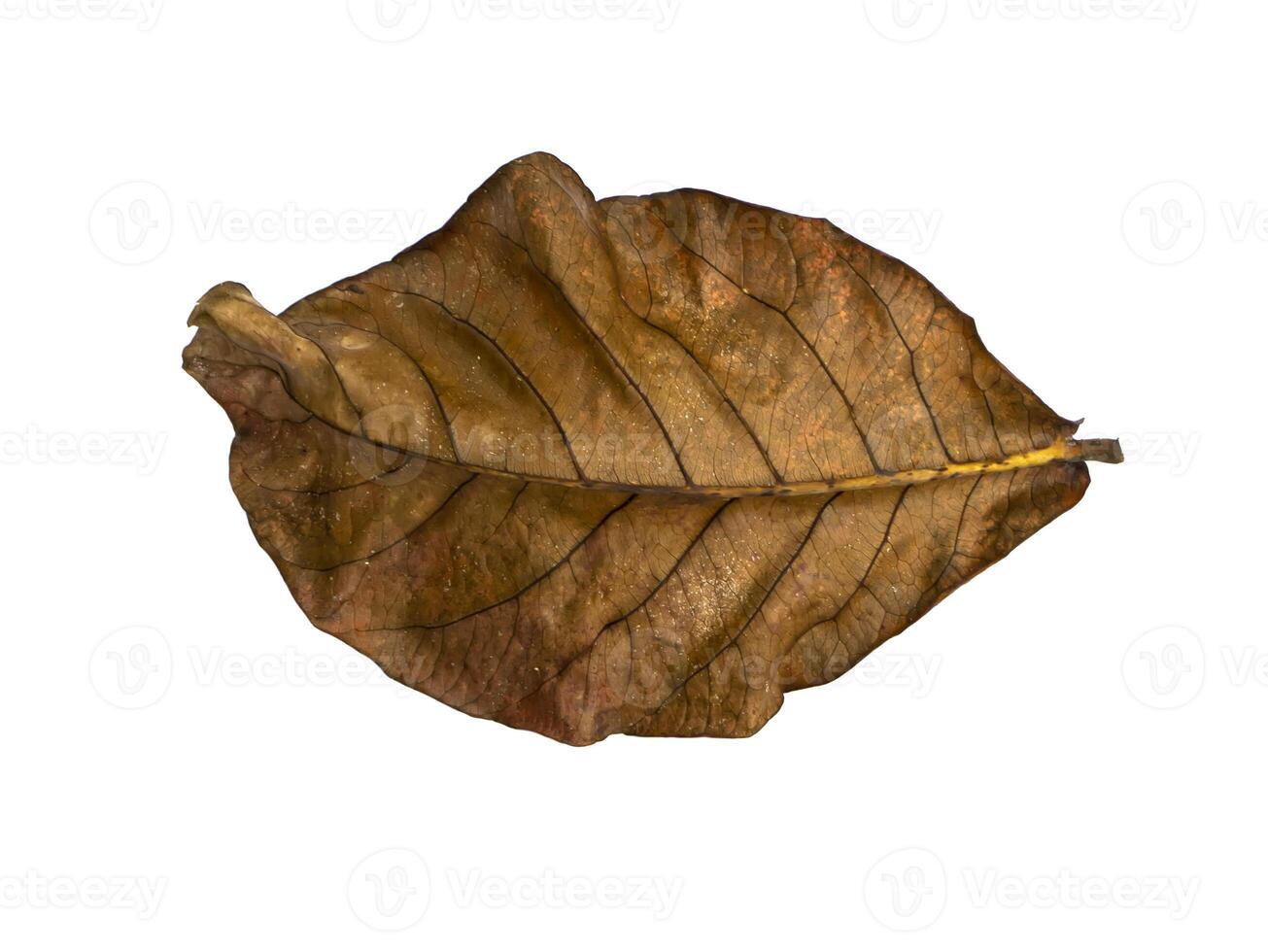 Dry Bengal almond leaves on white background. photo