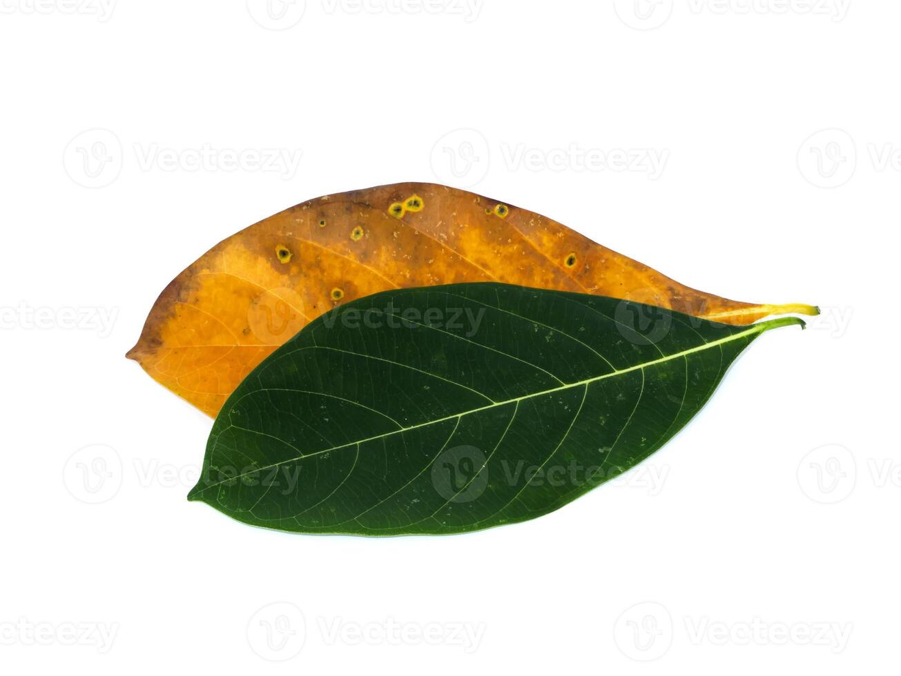 Close up Jackfruit leaves on white background photo