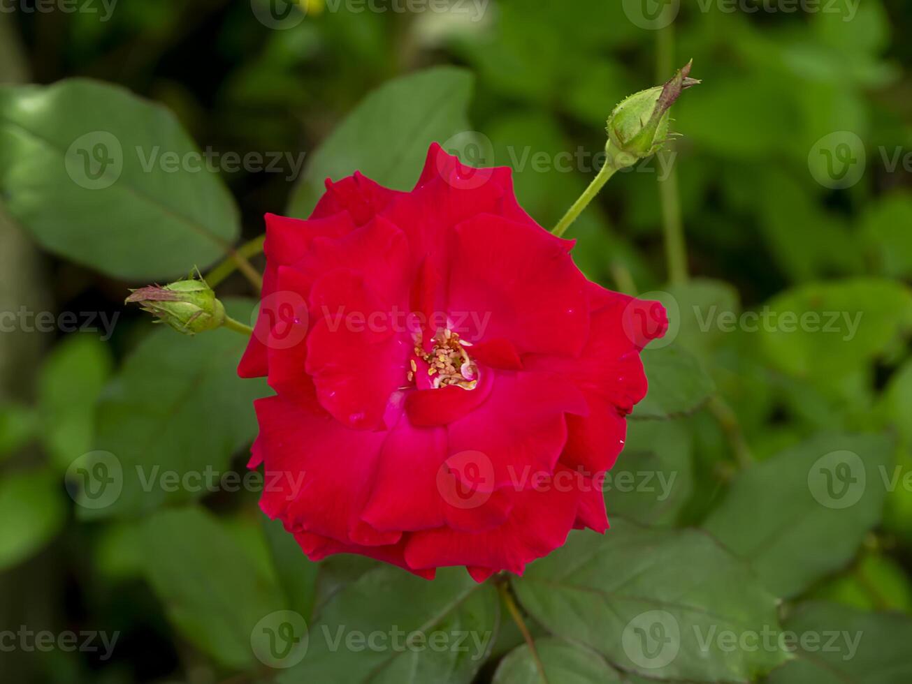 Close up red of Floribunda rose flower. photo