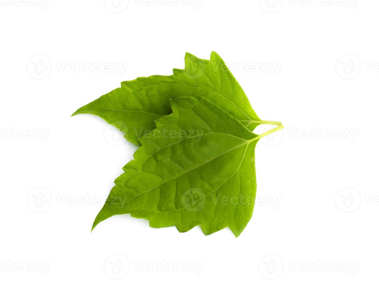 Bitter bush or Siam weed leaf. photo