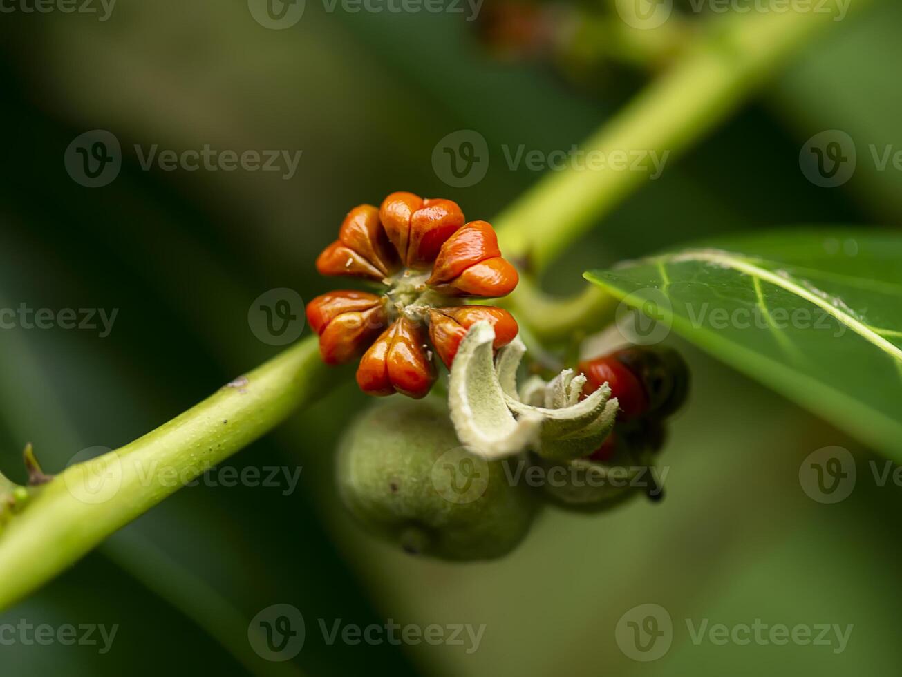 Close up of Glochidion seeds photo
