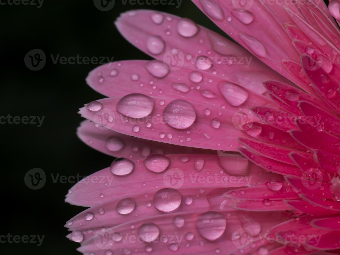 Close up petals pink gerbera flower with water drop. photo