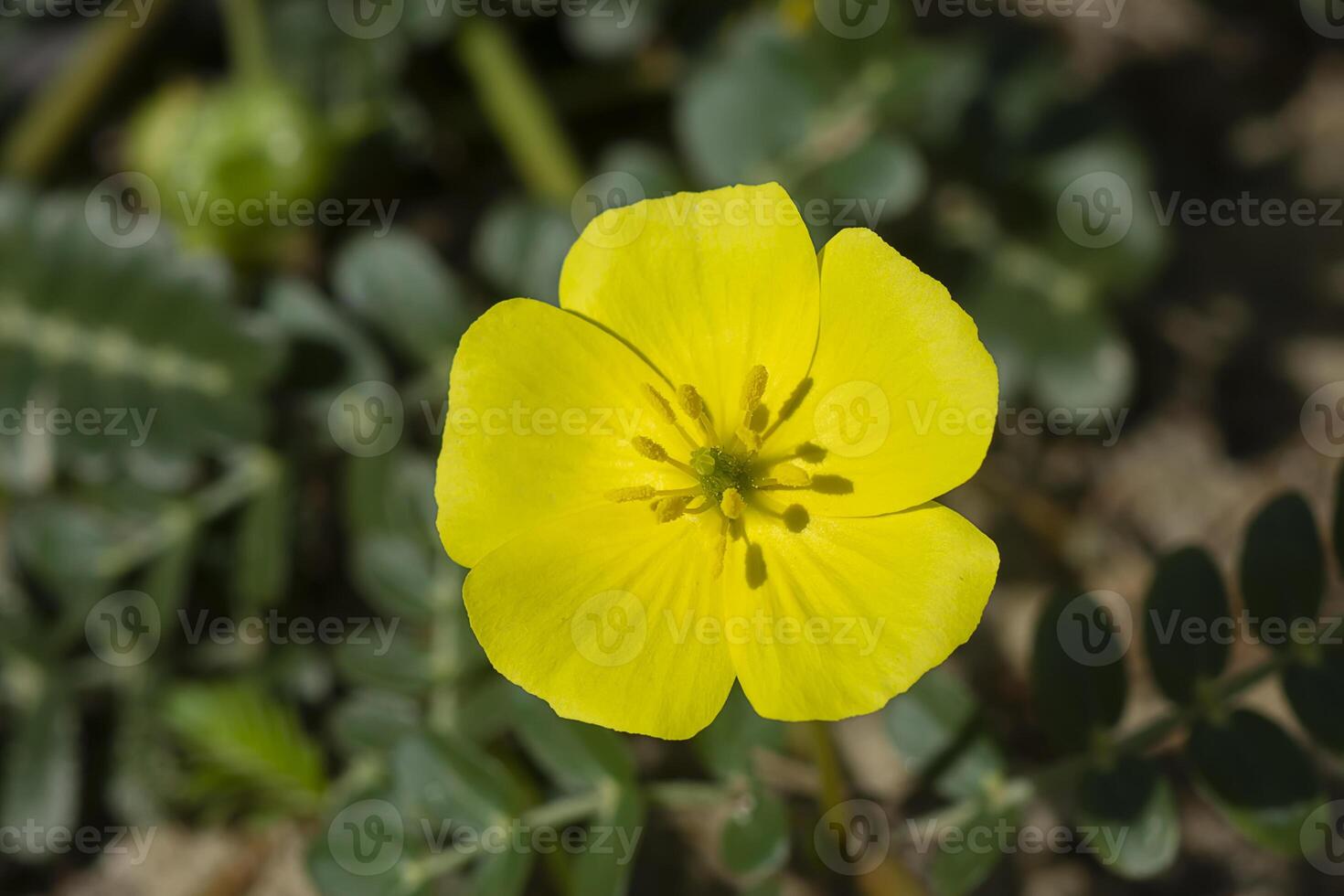 The yellow flower of devil's thorn plant. photo