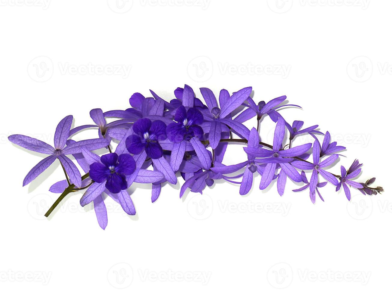 Close up of Purple Wreath Sandpaper Vine flower background. photo