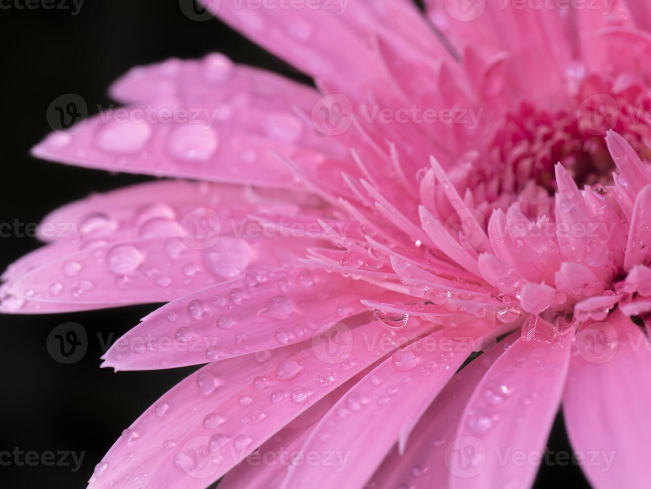 Close up soft pink gerbera flower with water drop. photo