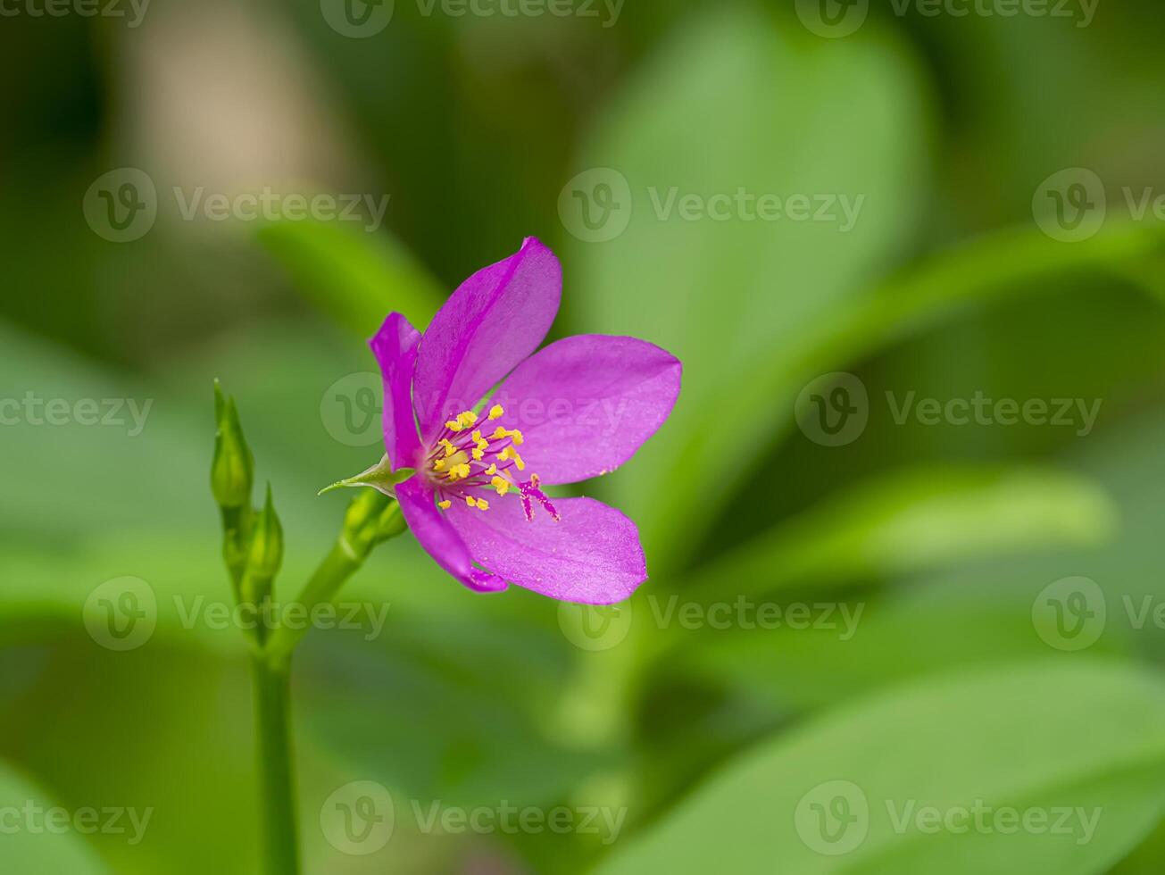 Close up of Talinum paniculatum flower with blur background. photo