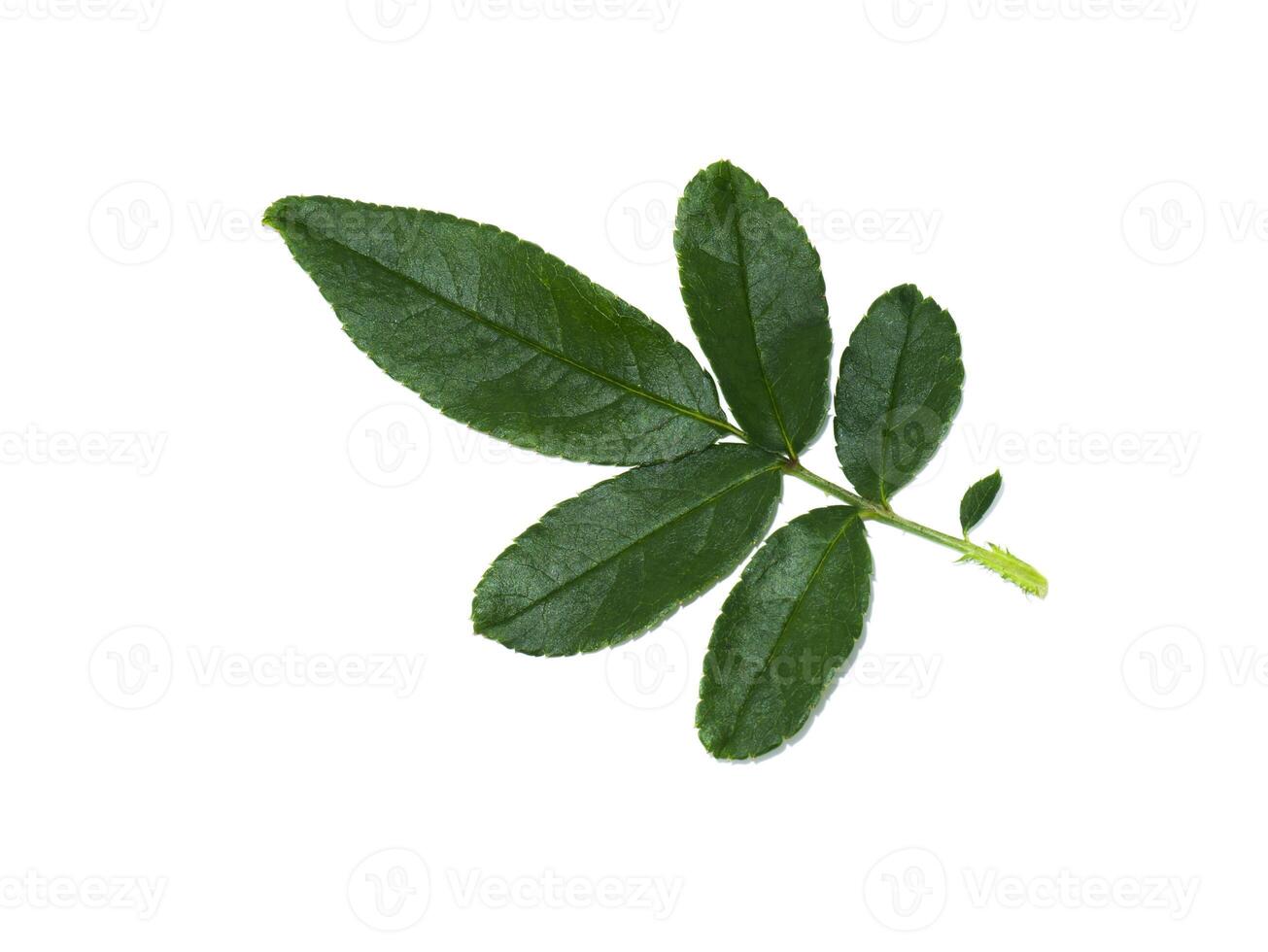 Close up leaves of damask rose plant photo