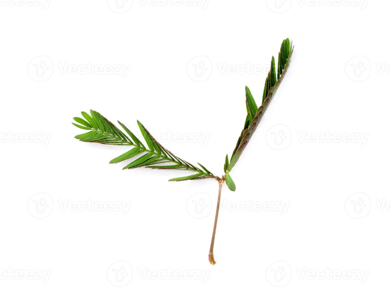 Close up leaves of sensitive plant, sleepy plant photo