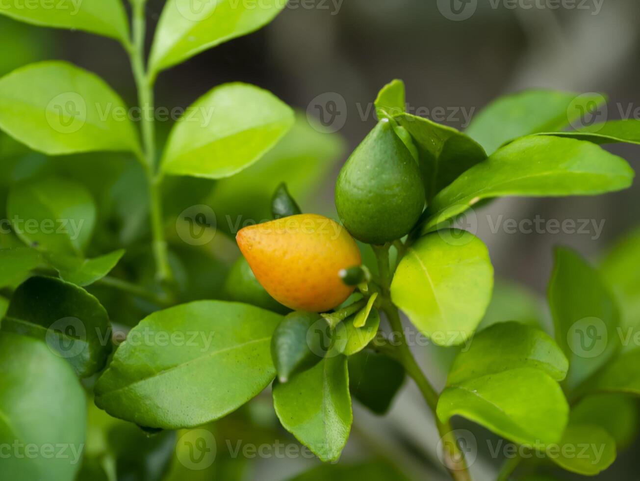 Fruit of Orange Jasmine or China Box flower photo
