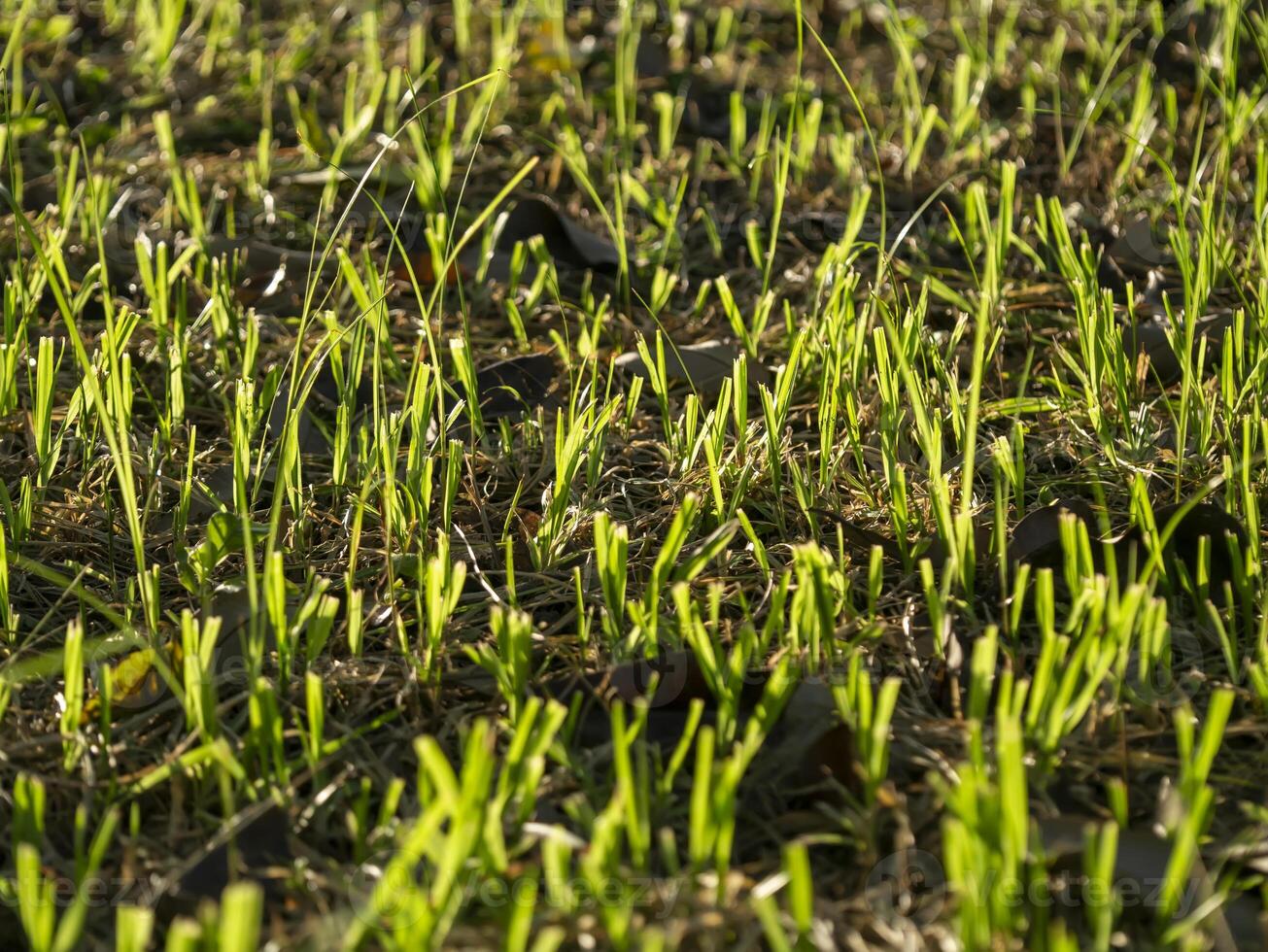 Grass regenerate in the garden. photo