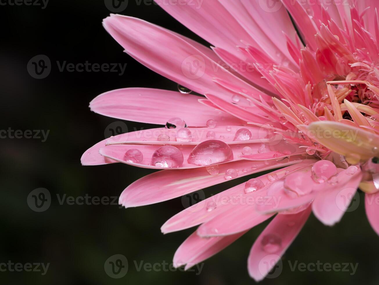 Close up petals pink gerbera flower with water drop. photo