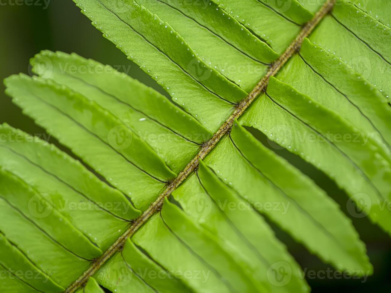 Close up of fern leaves photo