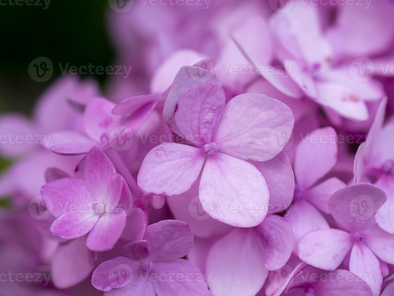 Macro image, Close up pink Hydrangea flower. photo
