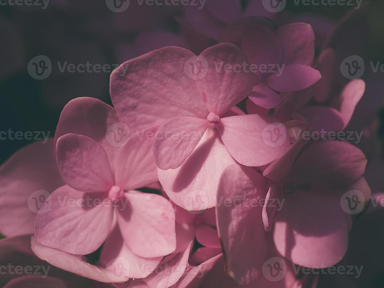Macro image, Close up pink Hydrangea flower. photo