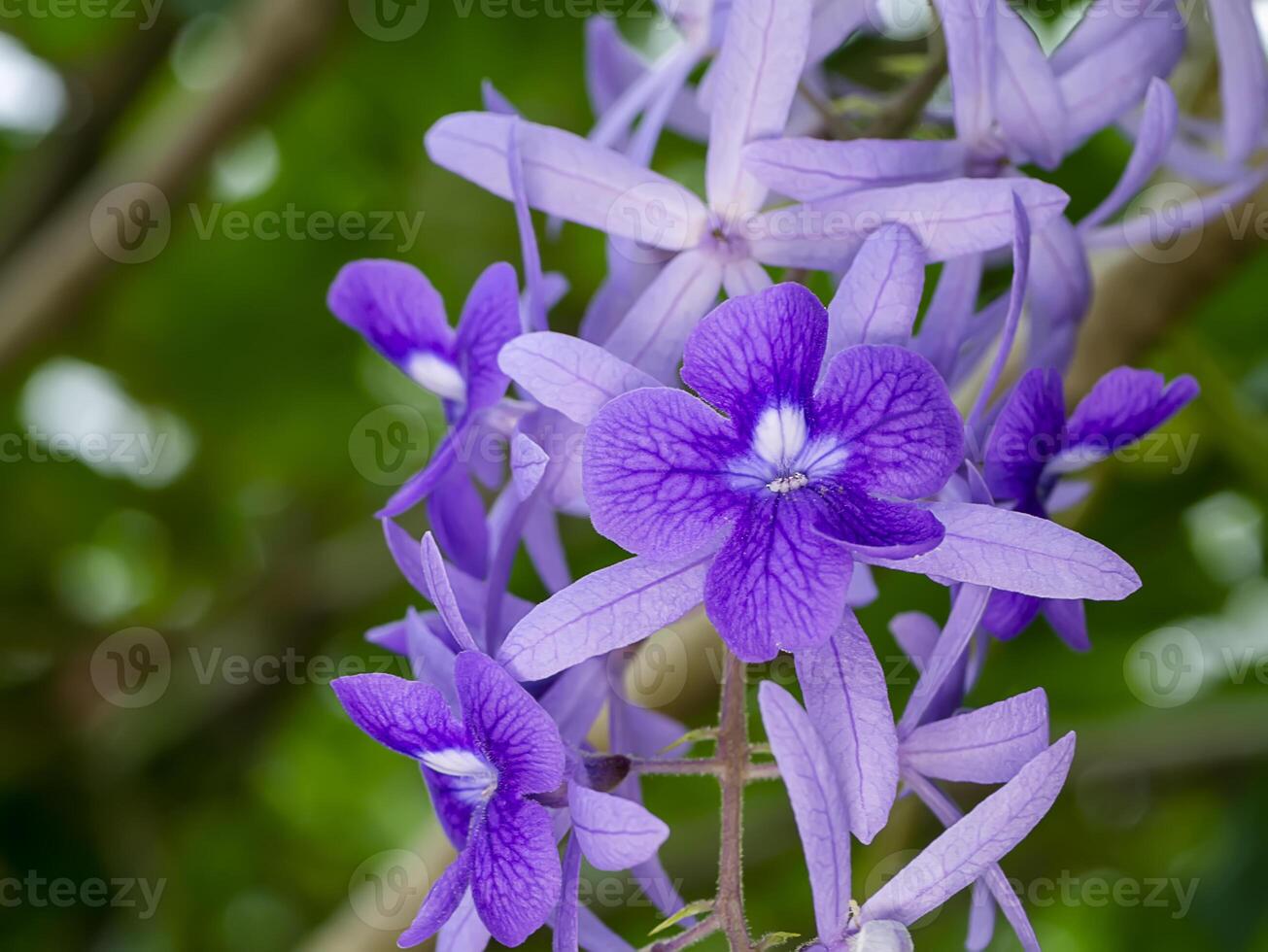 Close up of Purple Wreath Sandpaper Vine flower background. photo