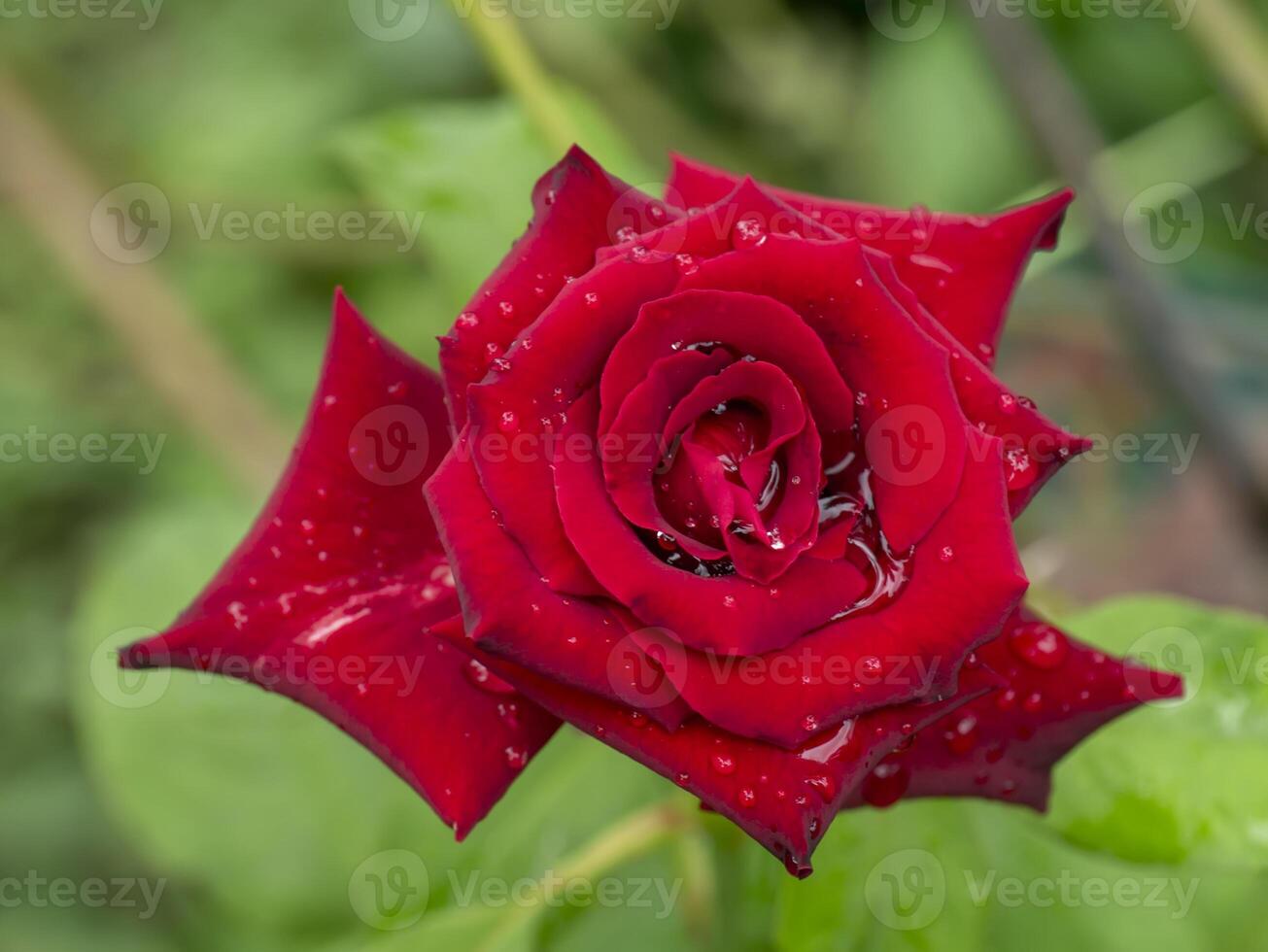 Close up red of rose flower on blur background photo