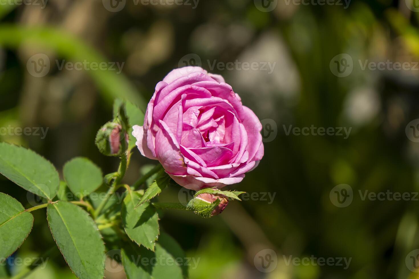 Pink Rose flower with blur background. photo