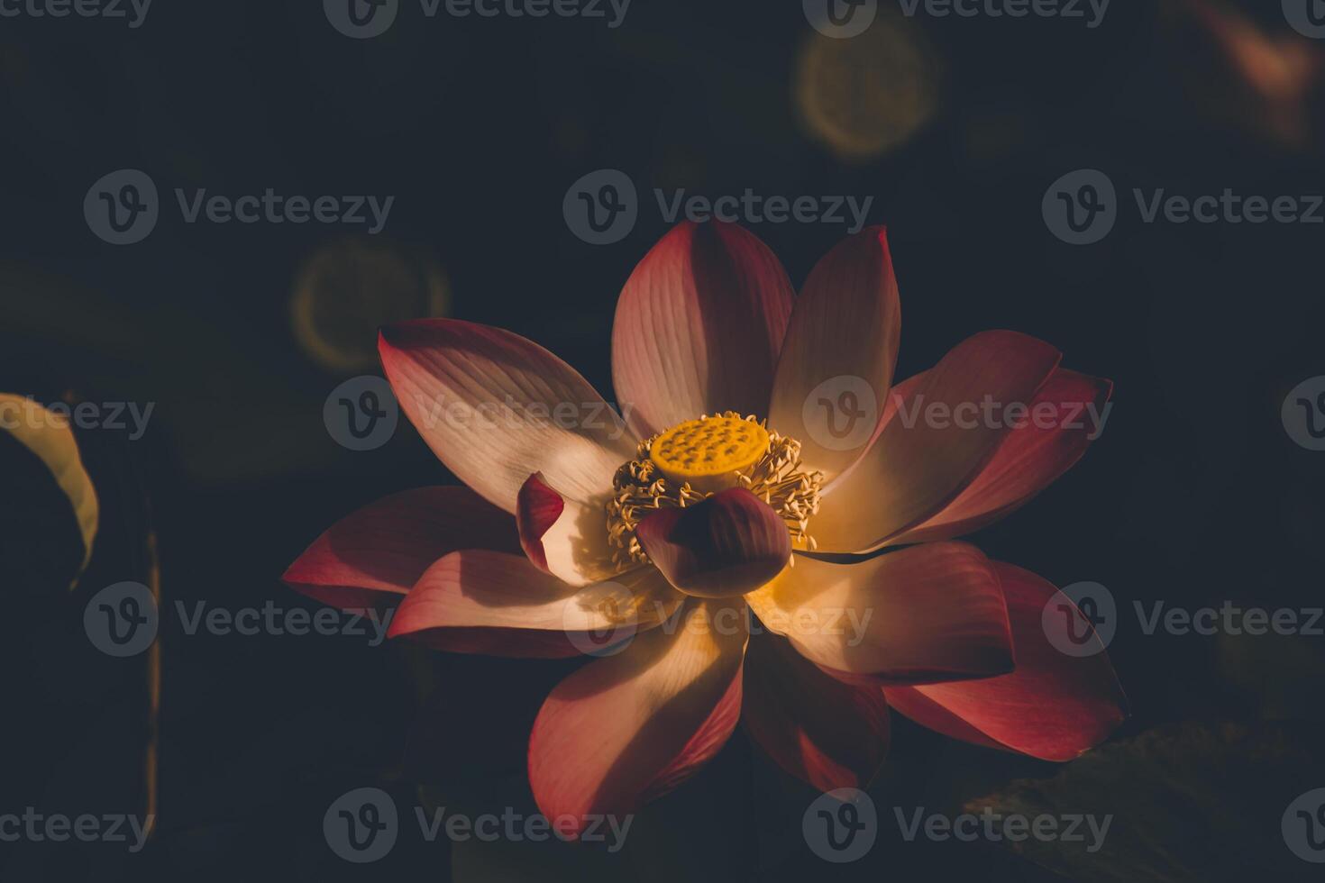 Beautiful lotus flower in the dark background. photo