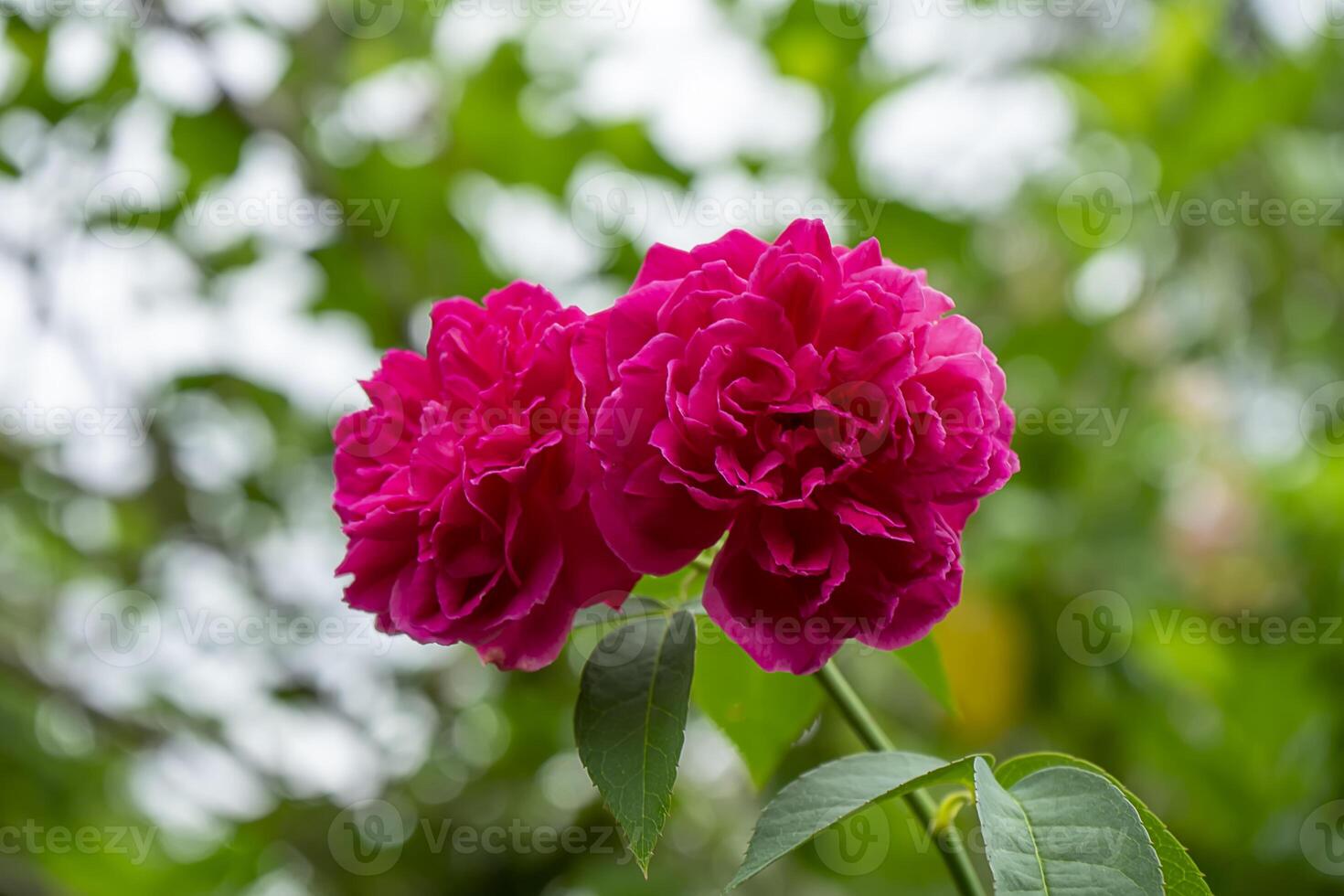 Close up deep pink rose flower with blur background. photo