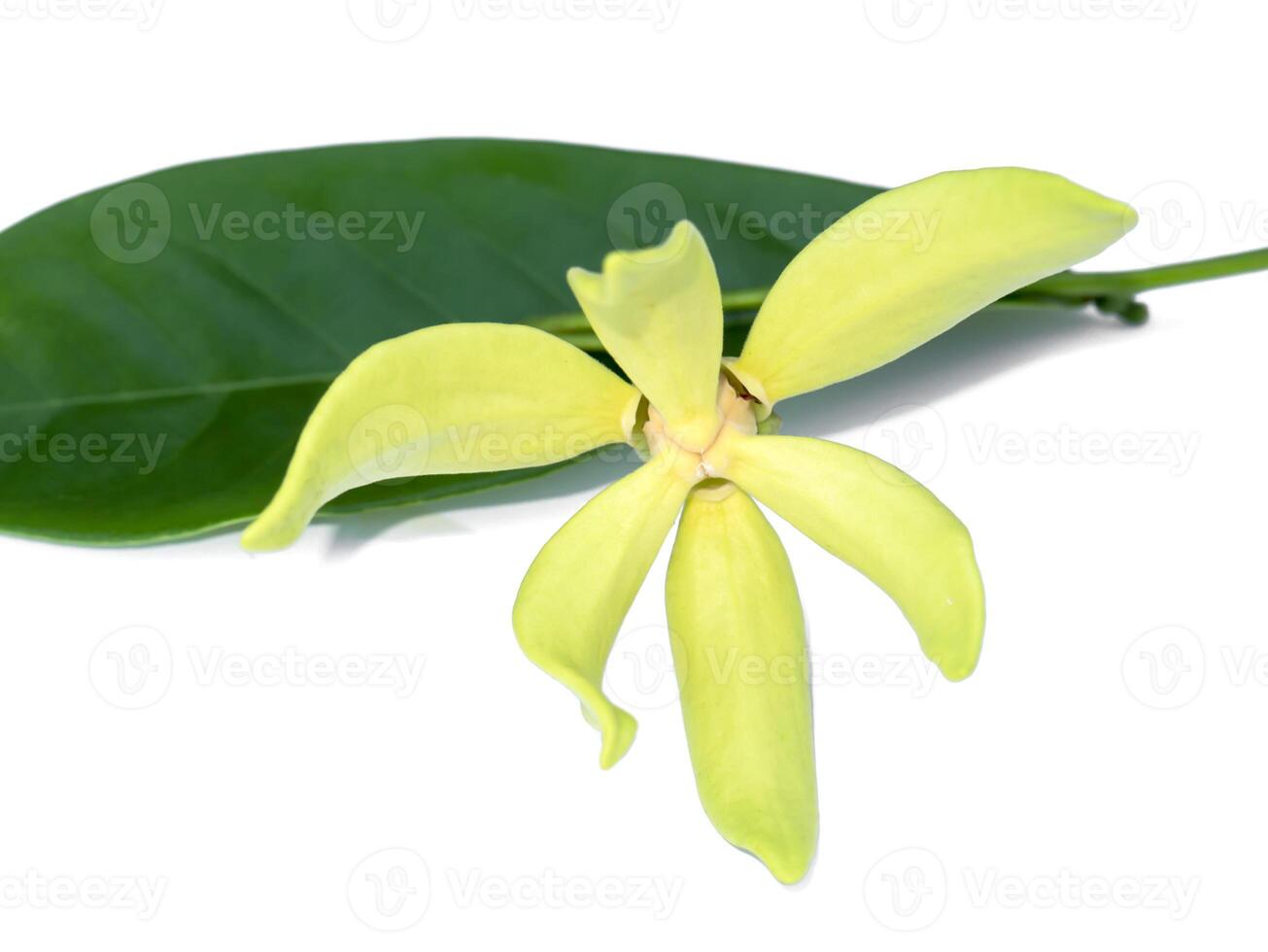 fragrant flowers of climbing ylang-ylang photo
