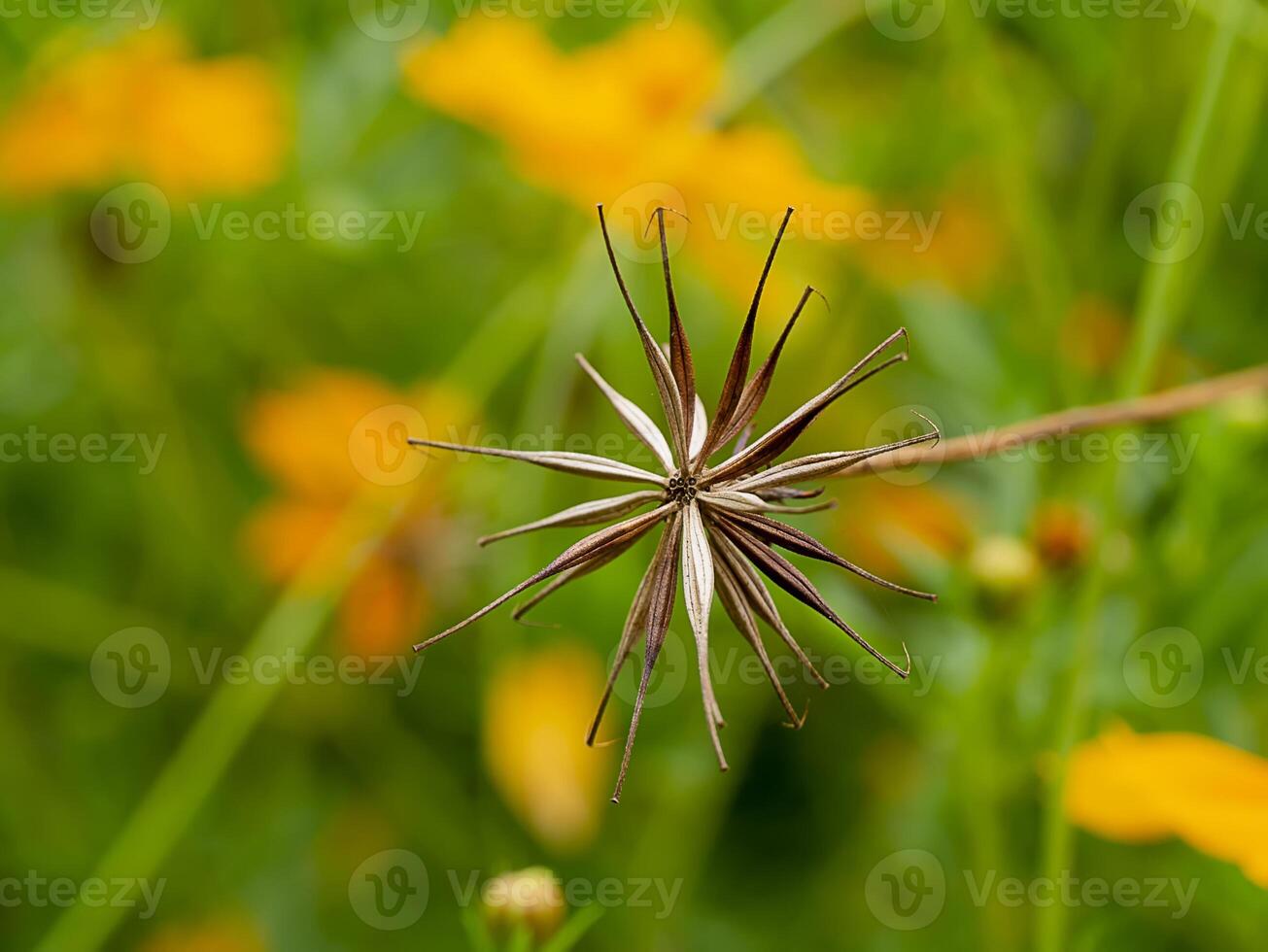 Close up three cosmos flower photo