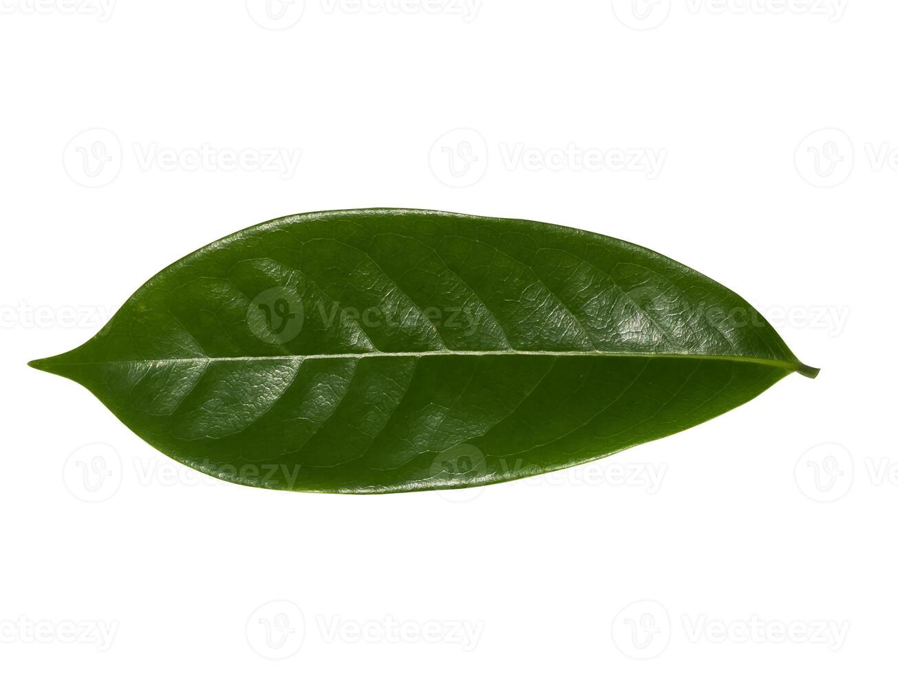 fragrant flowers of climbing ylang-ylang photo