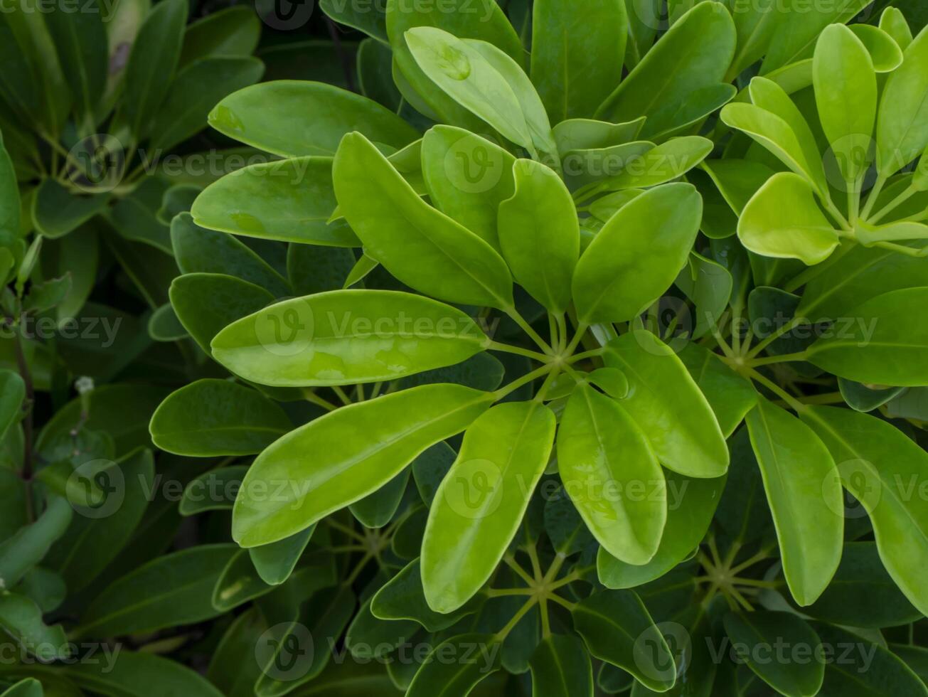 Close up green leaves of Umbrella Tree photo