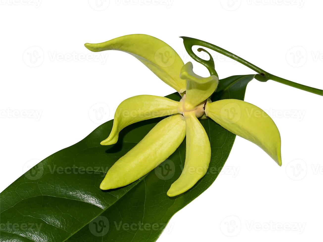 fragrant flowers of climbing ylang-ylang photo