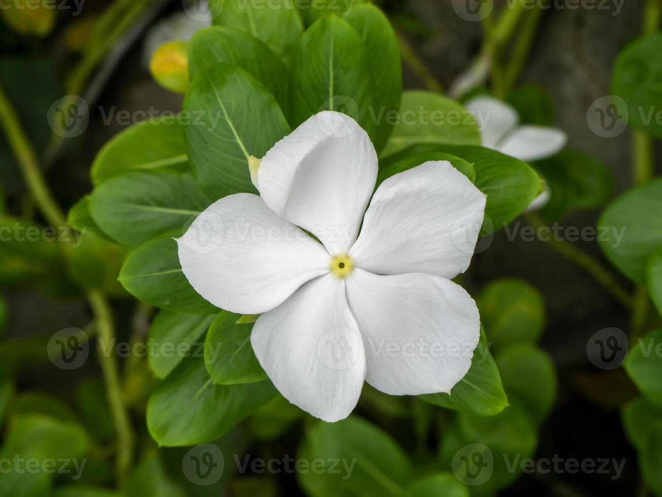 Close up of Catharanthus roseus flower in the dark background photo