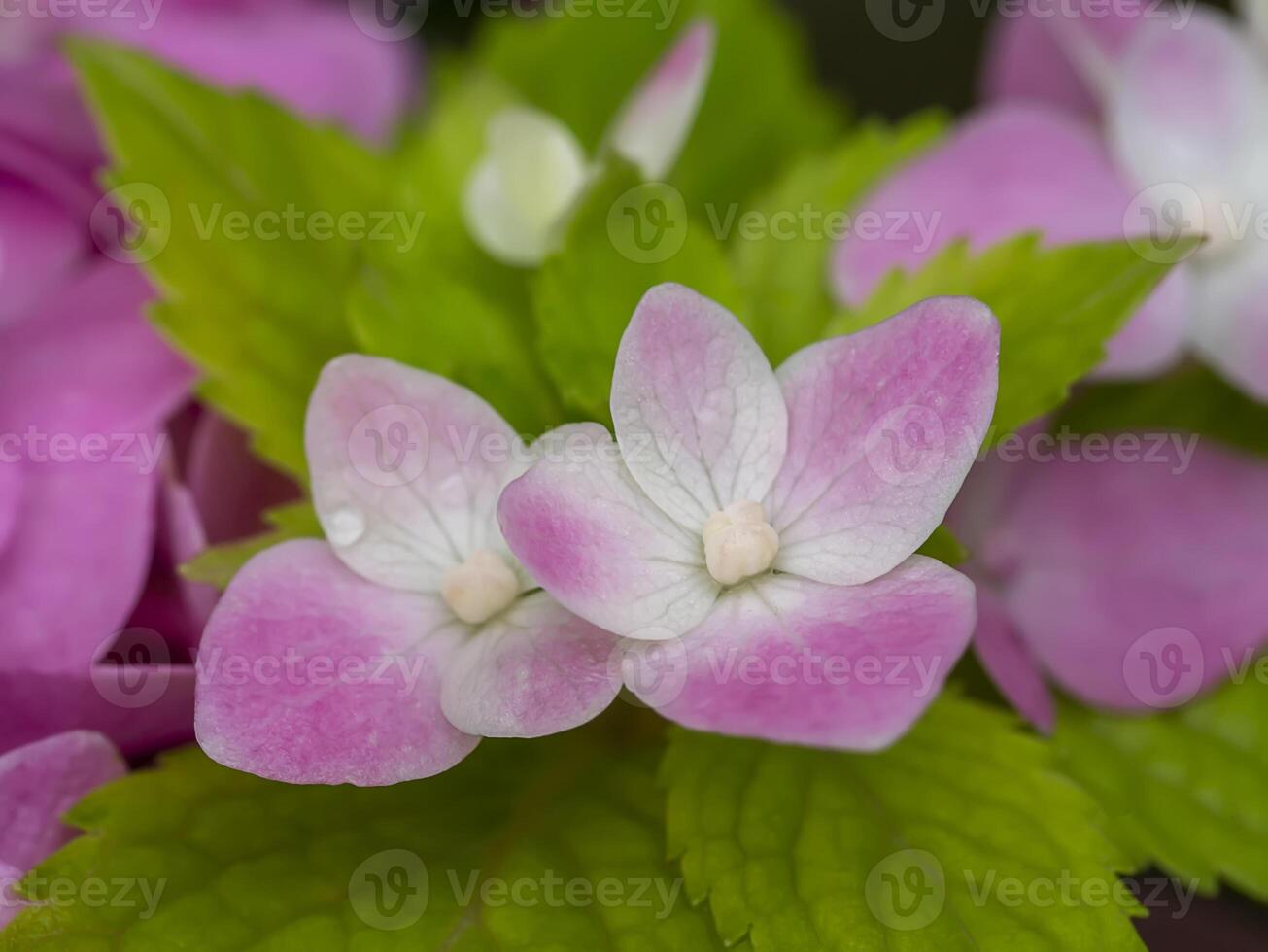 Macro image, Close up pink Hydrangea flower. photo