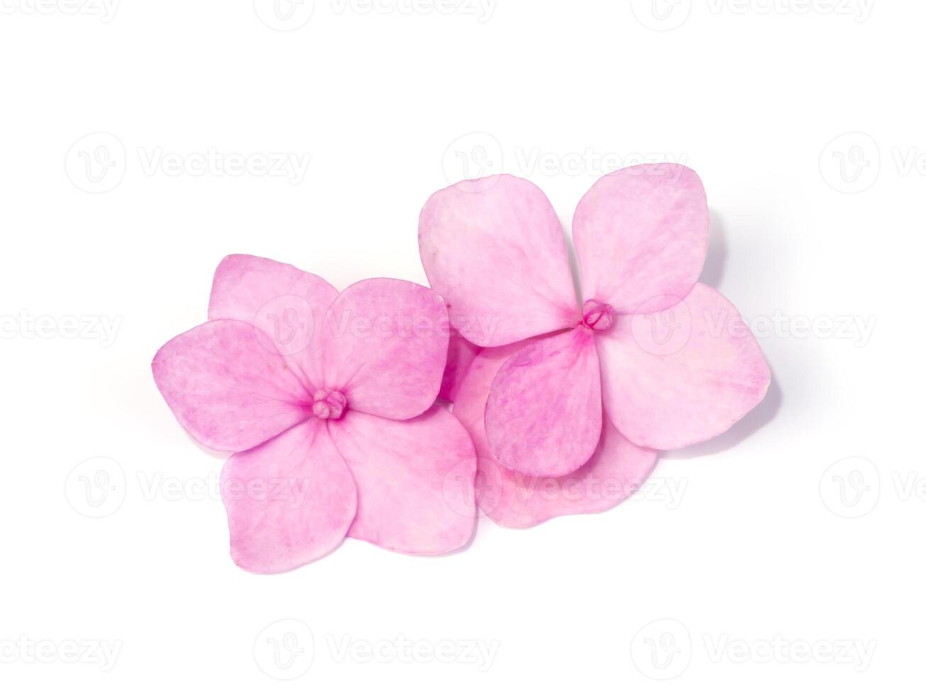 Close up pink Hydrangea flower. photo