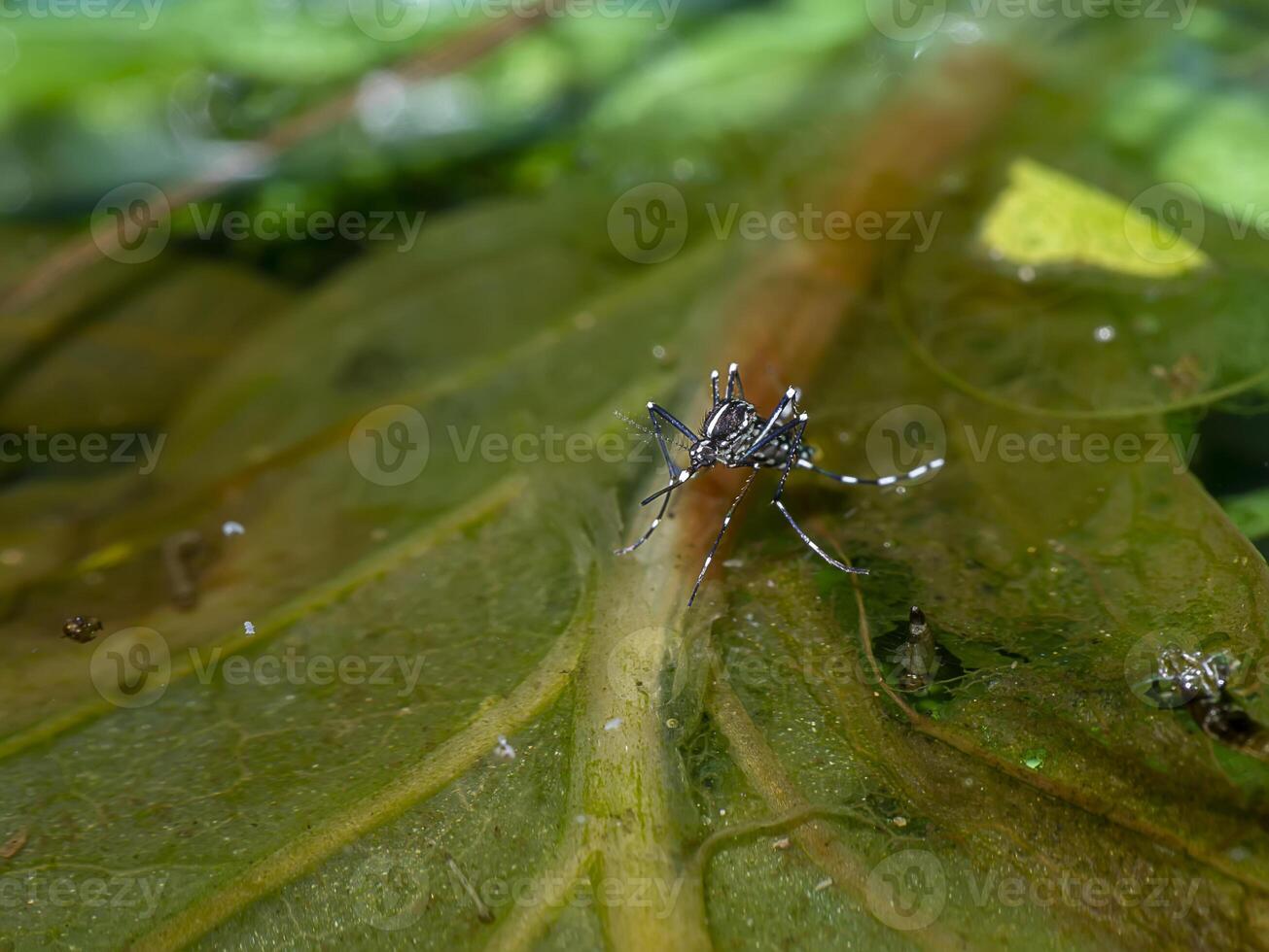 Macro of a Mosquito on water photo