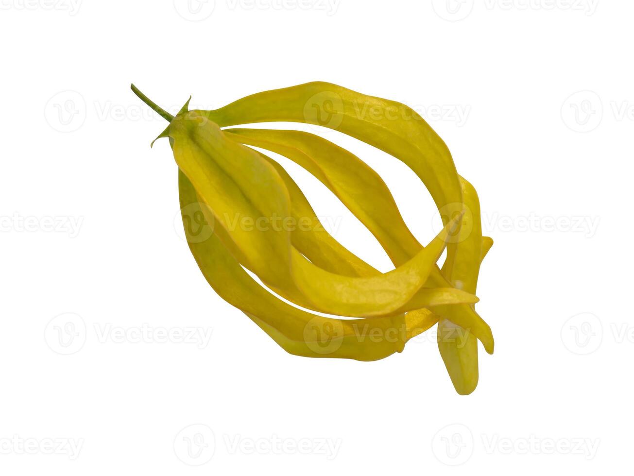 Chinese Desmos flower on white background photo