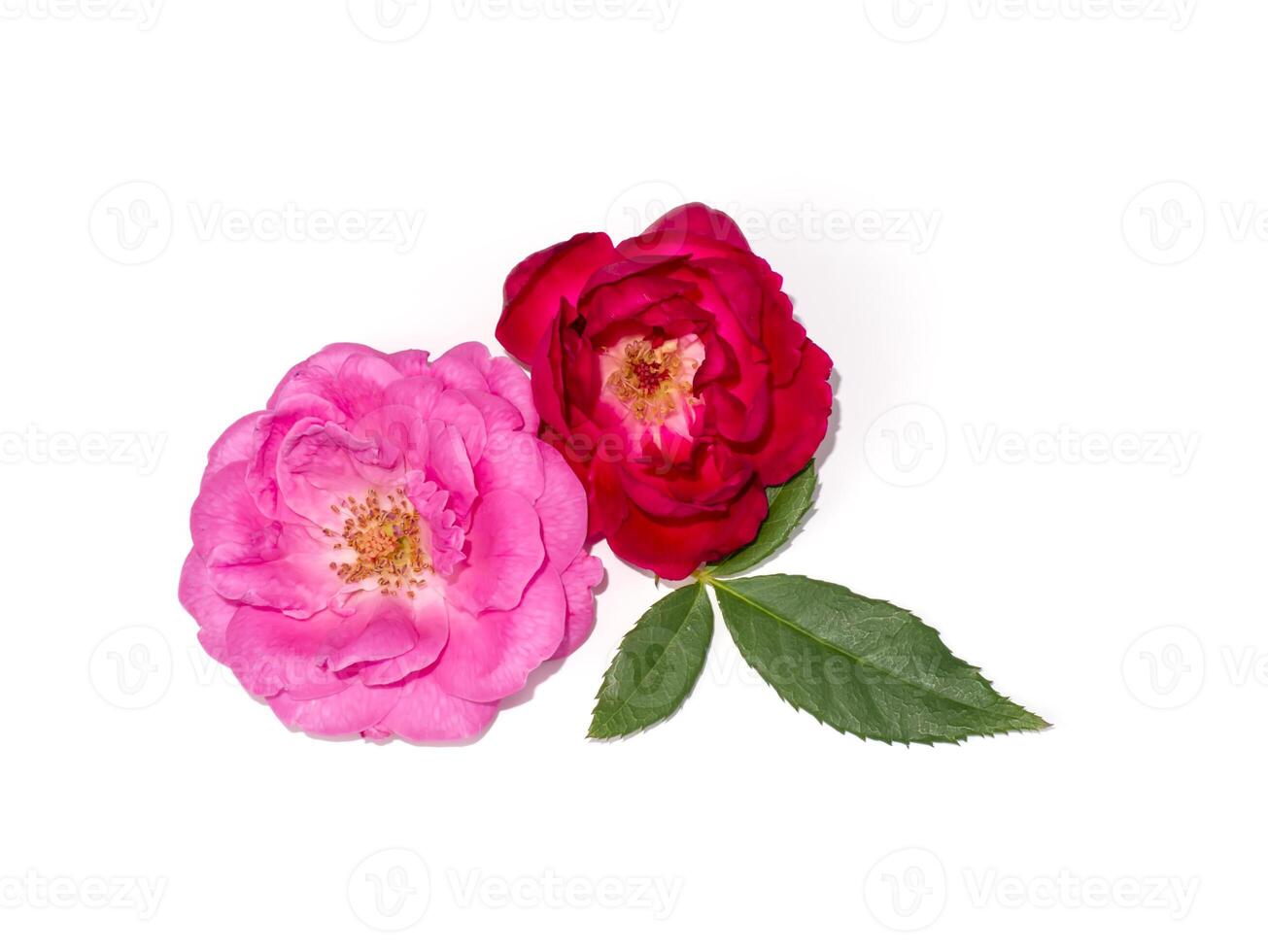 Damask Rose flower on white background. photo