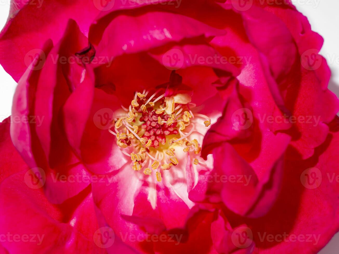 Close up pollen of Damask Rose flower photo