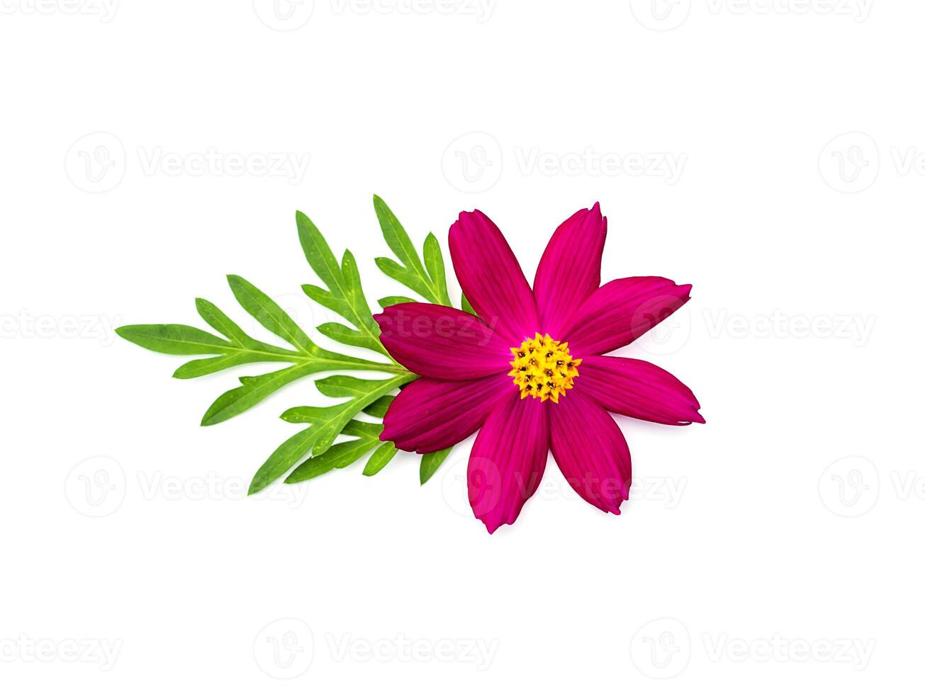 Close up cosmos flower on white background. photo