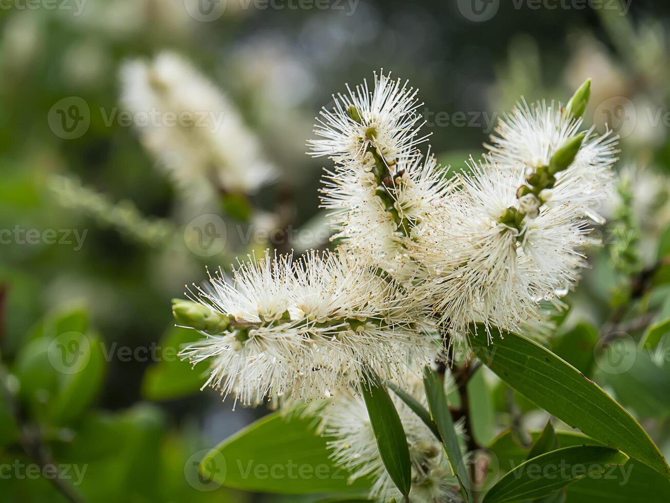 Close up of Melaleuca quinquenervia flower. photo