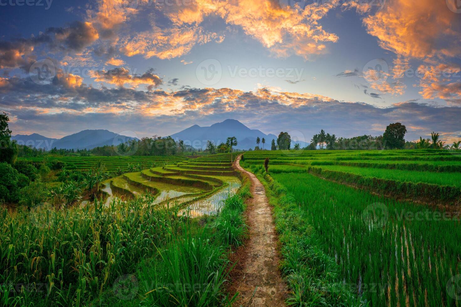 indonesia beauty landscape paddy fields in north bengkulu natural beautiful morning view from Indonesia of mountains and tropical forest photo