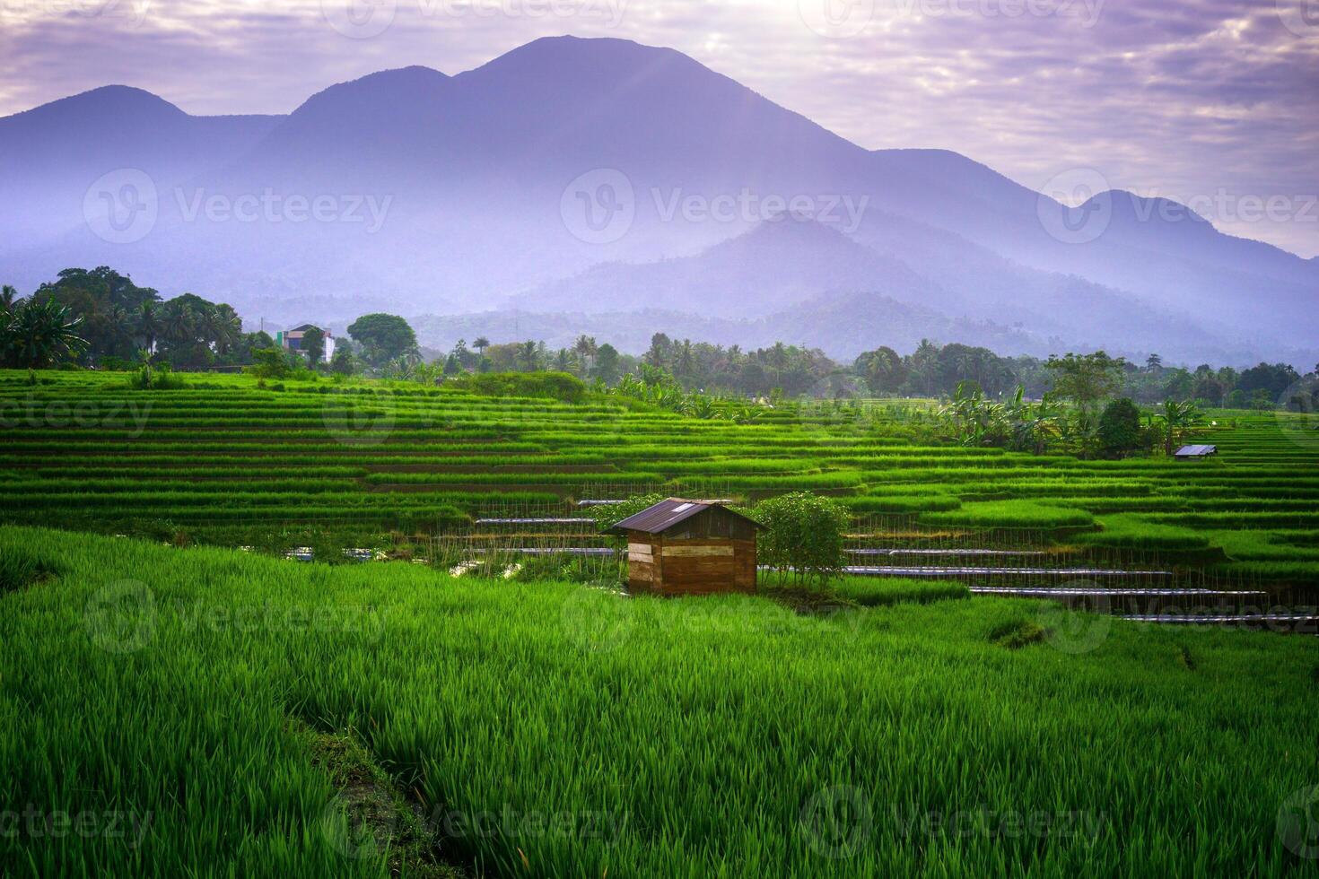 indonesia beauty landscape paddy fields in north bengkulu natural beautiful morning view from Indonesia of mountains and tropical forest photo