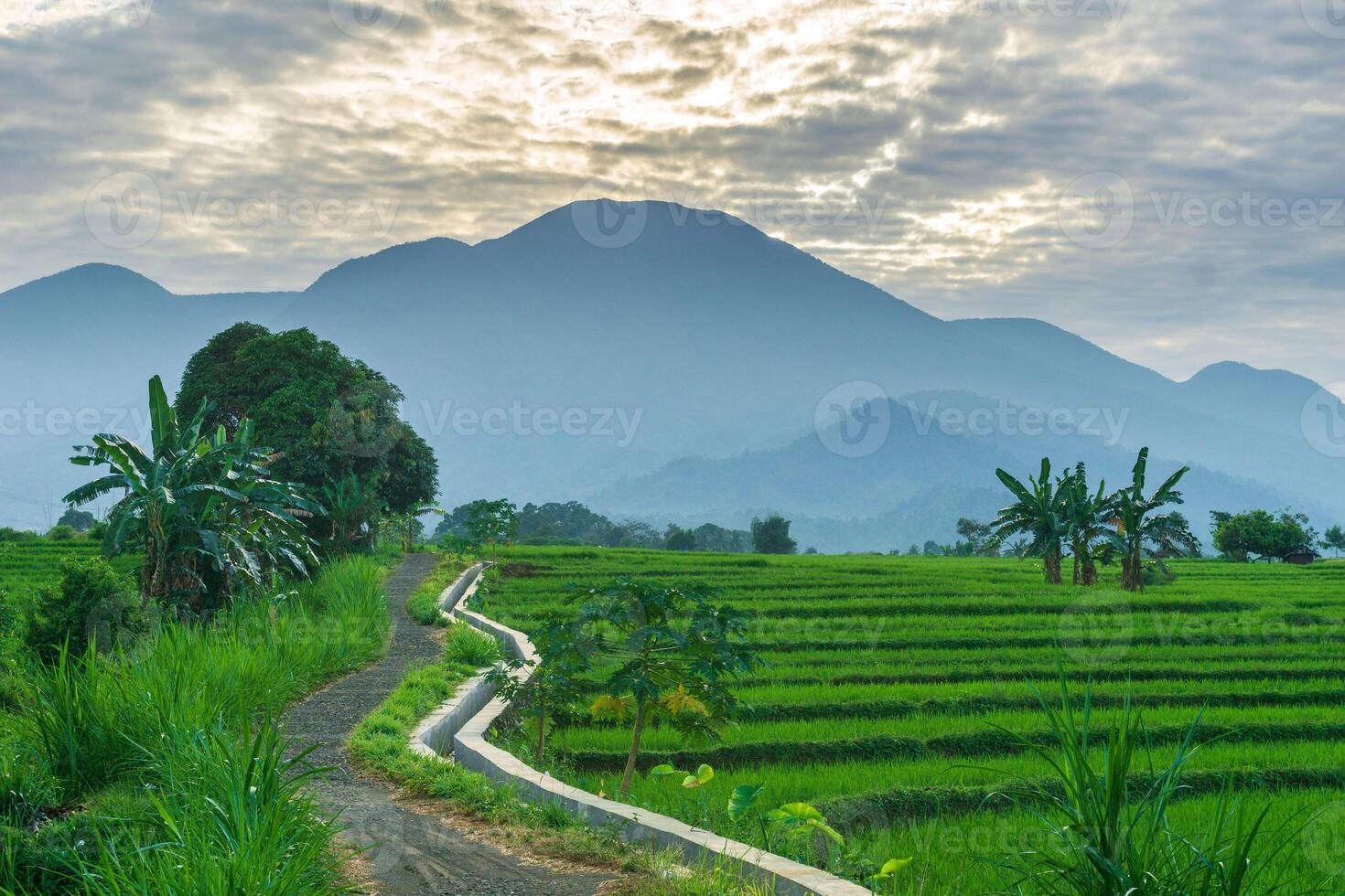 The vast expanse of green rice fields in the morning with beautiful mountains in Indonesia photo