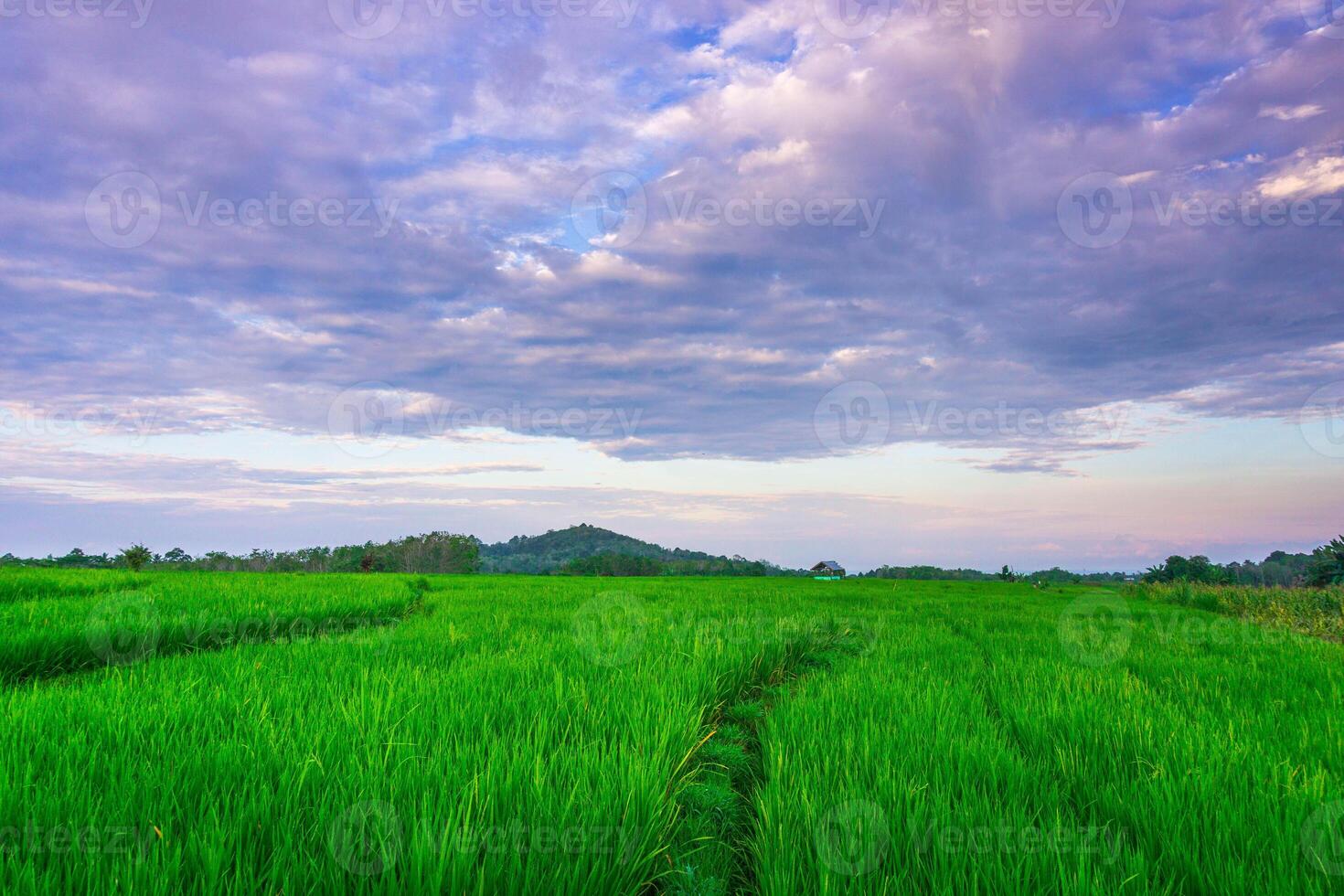 The vast expanse of green rice fields in the morning with beautiful mountains in Indonesia photo