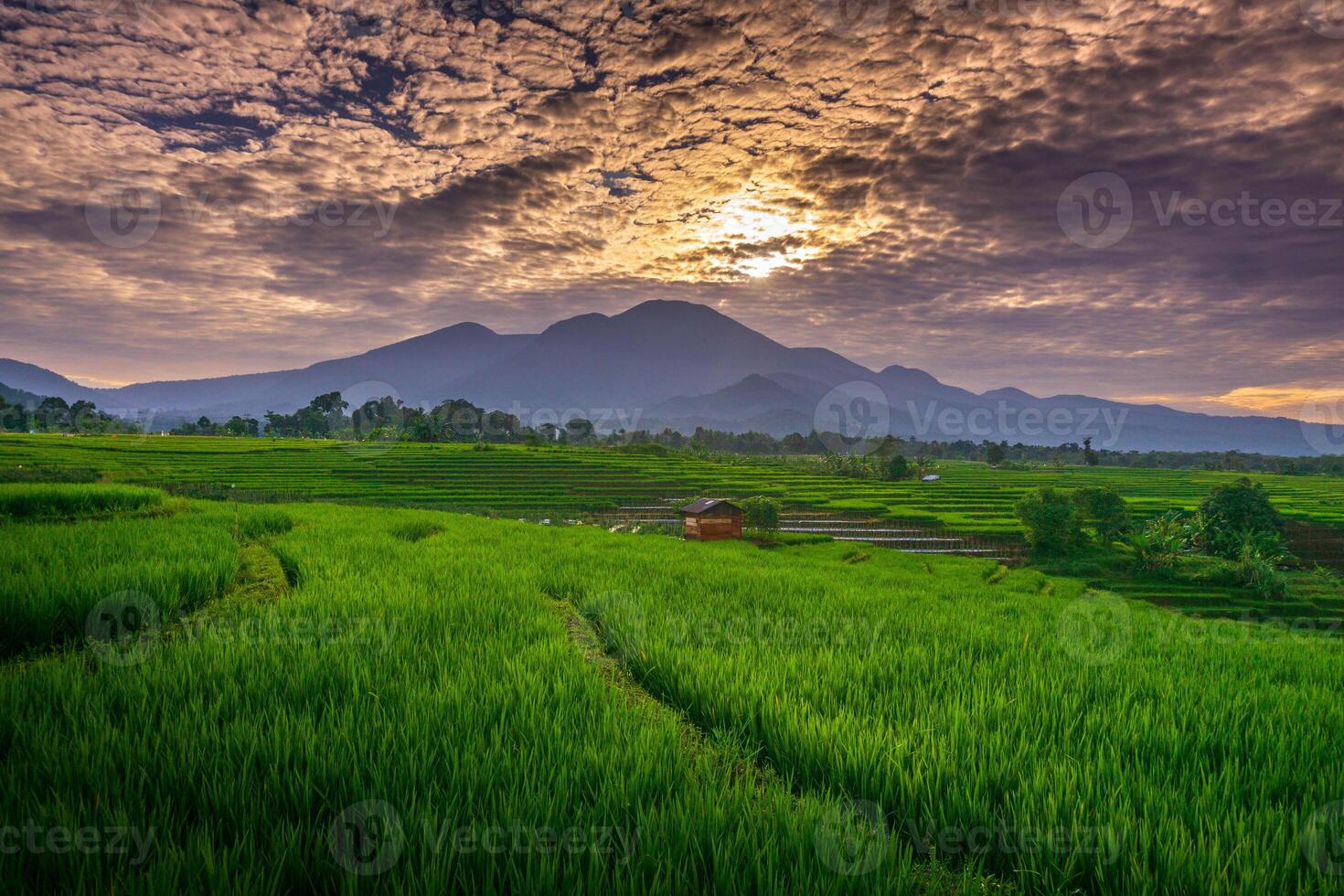 The vast expanse of green rice fields in the morning with beautiful mountains in Indonesia photo