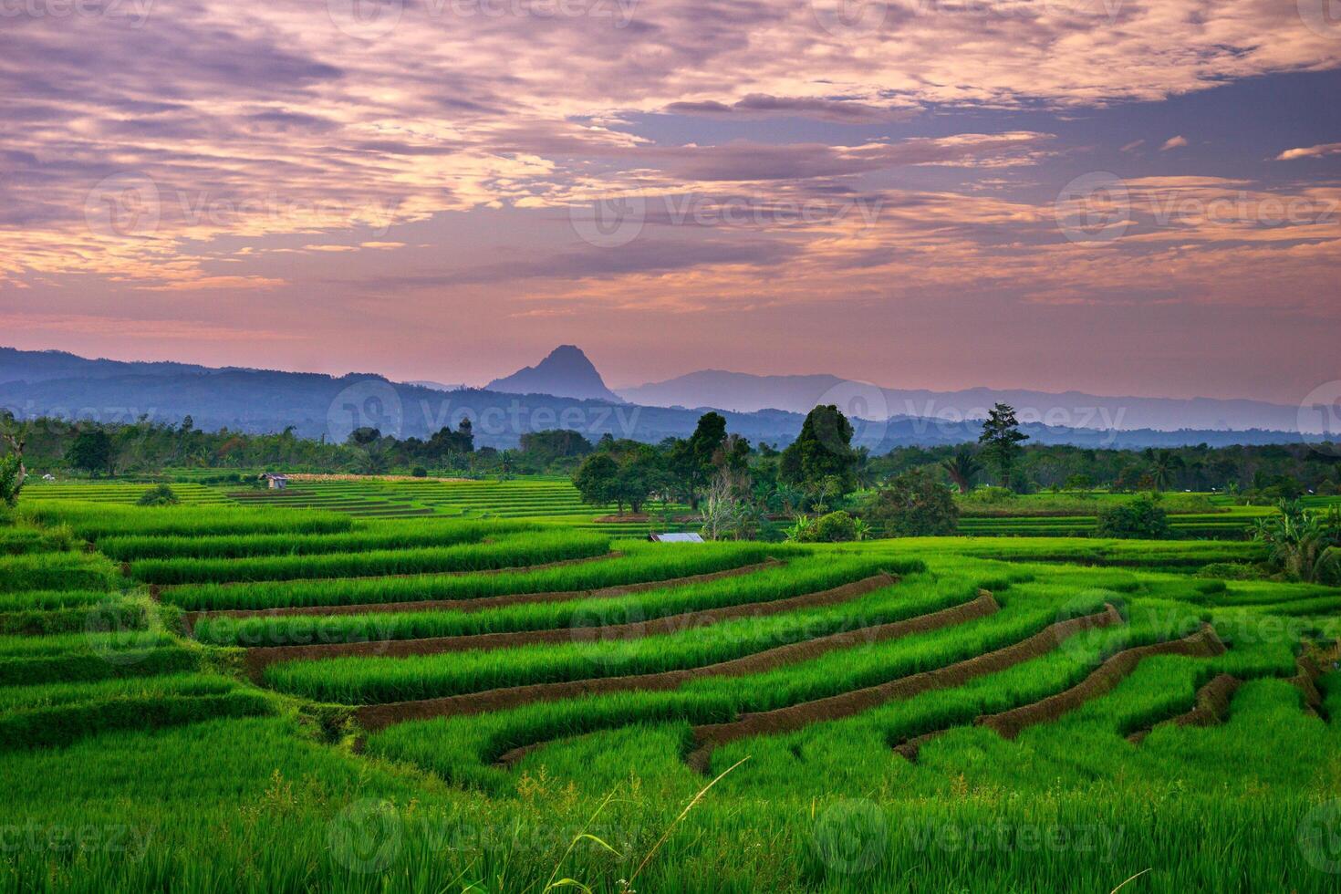 The vast expanse of green rice fields in the morning with beautiful mountains in Indonesia photo